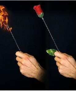 Torch to Rose - Plus